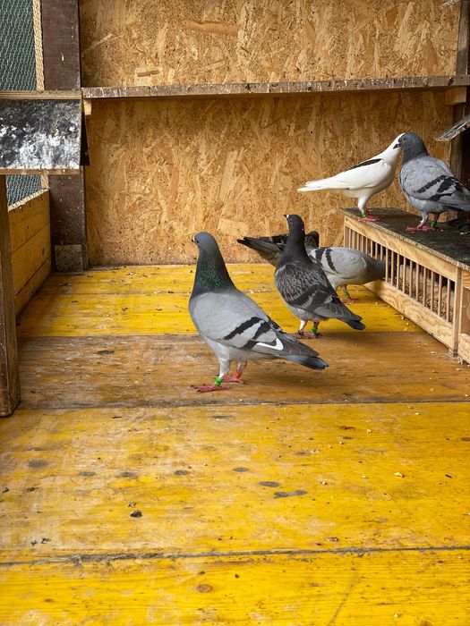 Vand porumbei voiajori