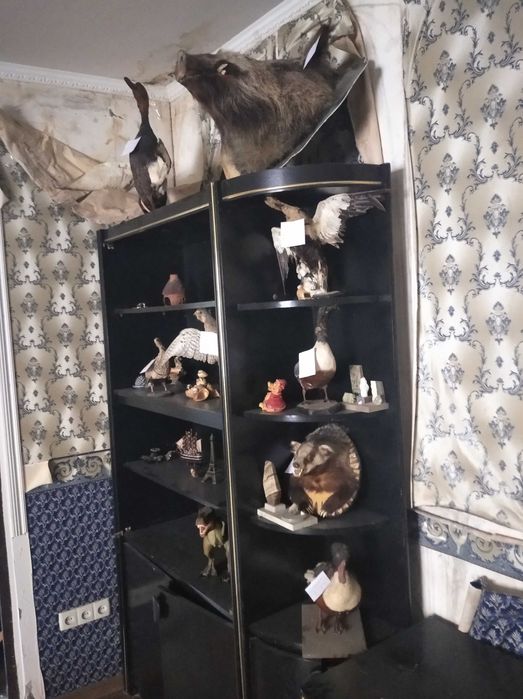 Чучела птиц и животных
