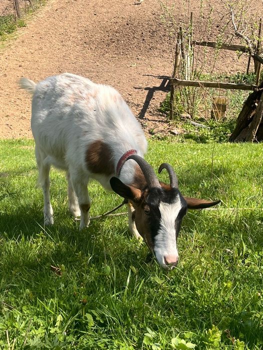 Vând două capre cu iezi