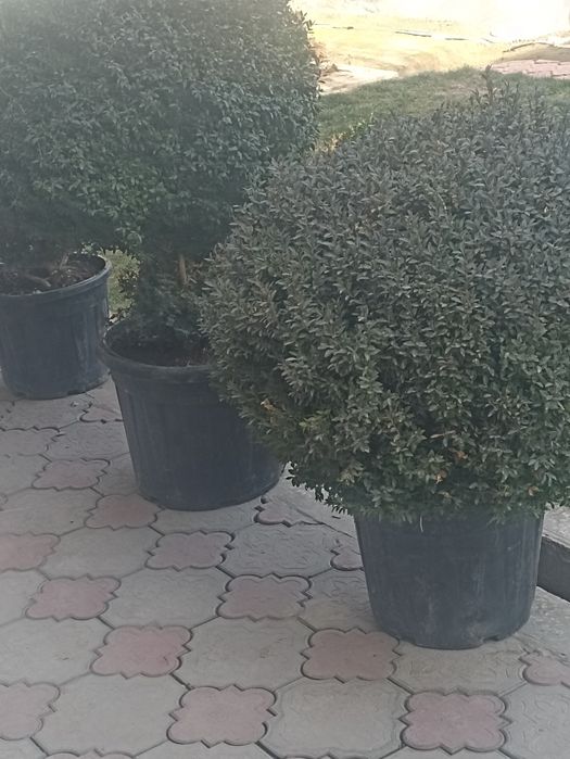 Декларативной шамшод кучатлари сотилади 12 йили