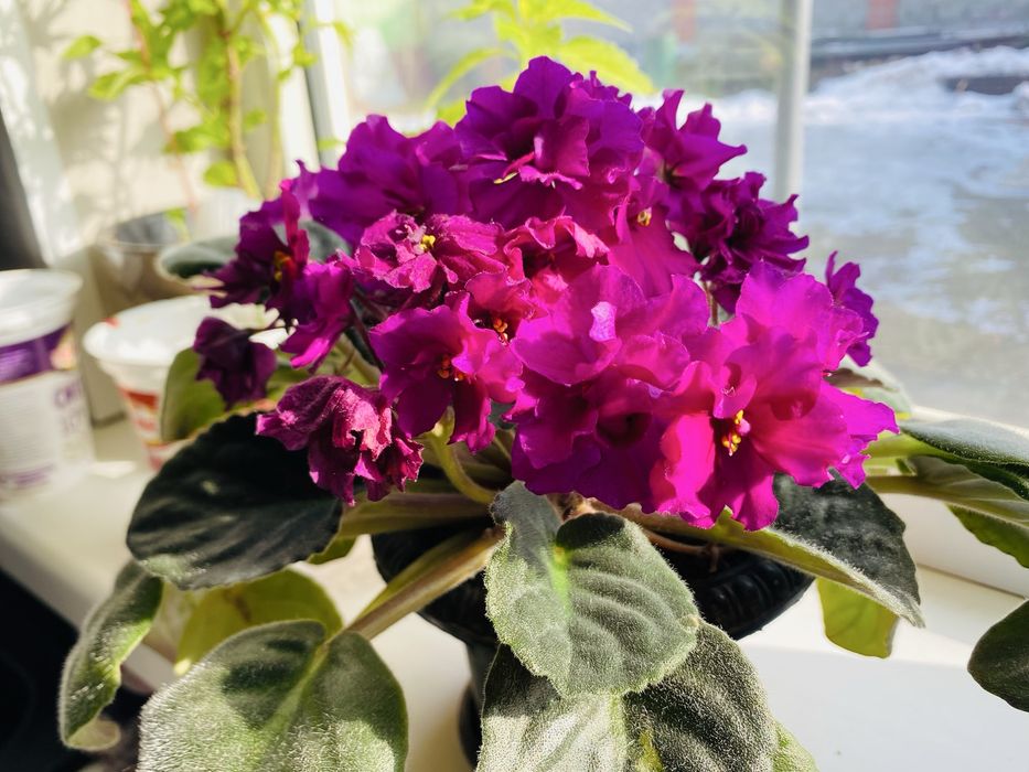 Очень красивые Цветы фиалки