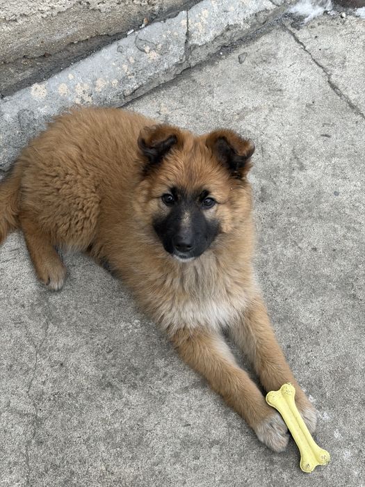 Щенок в хорошие руки(девочка)