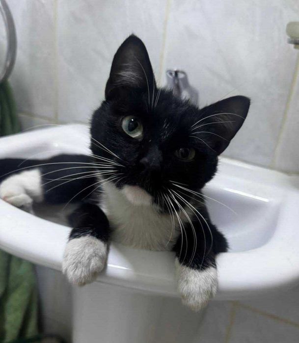 Котик в добрые руки