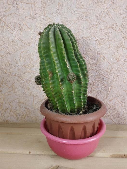 Алоэ и Кактус 2 шт