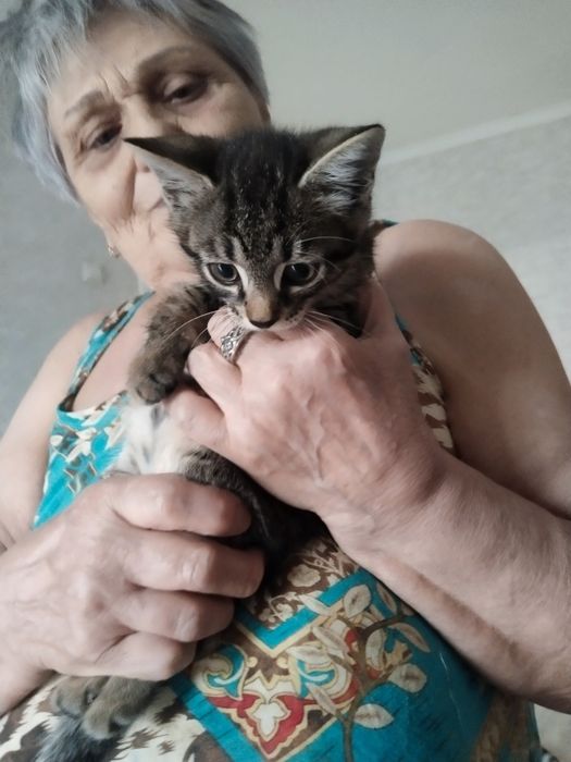 Отдам котят в хорошие руки