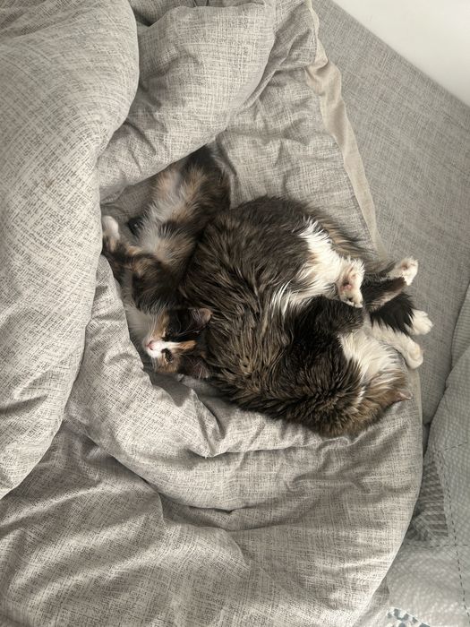 Отдам кота и кошечку в добрые руки