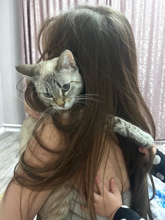 Кошка в хорошие руки