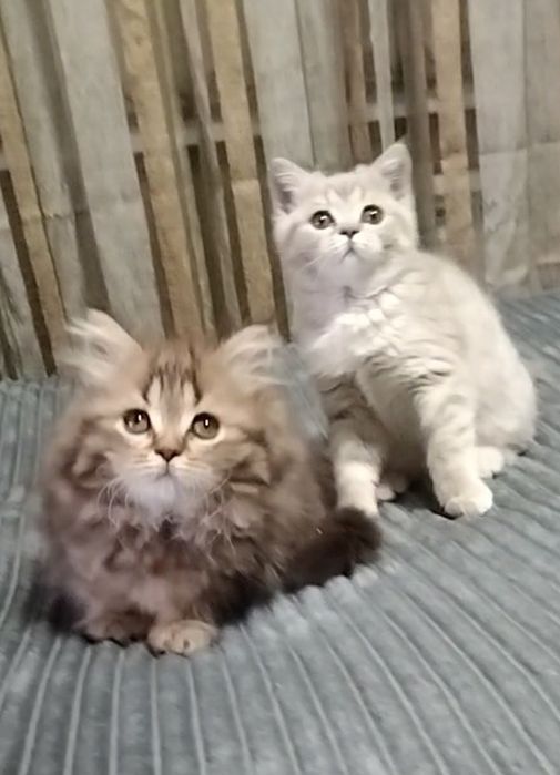 Две прямоухие девочки. С документами.