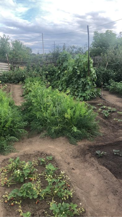 Картошка домашняя продам.