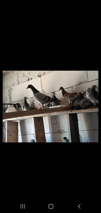 Vând pui de porumbei neieșiți la zbor din parinti cu clasări.merită să fie văzuți și cumpărați
