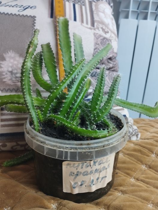 Питахая белая и красная. Продам!