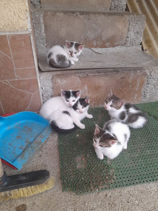 Donez PUI de PISICA de 2 luni foarte Frumoși și Jucausi
