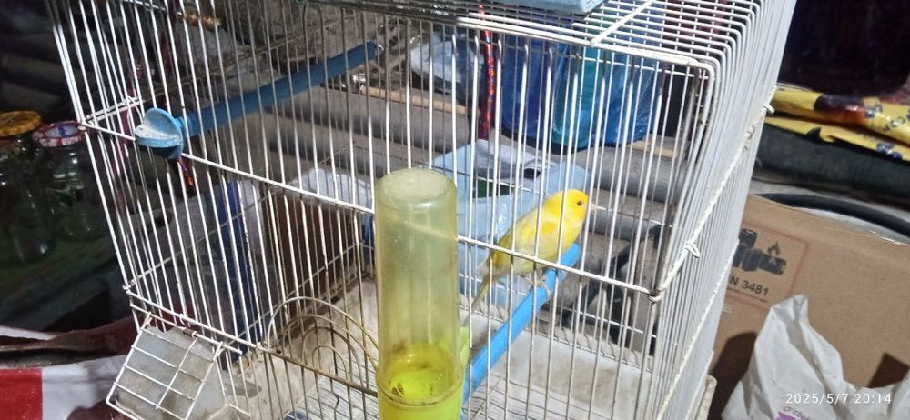 канарейки здоровые