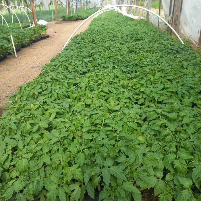 Răsaduri Renata-Bengești