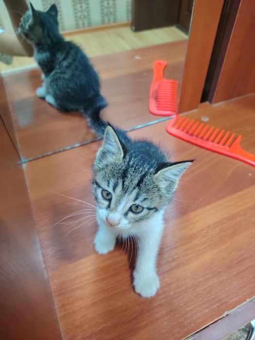 Хорошие котята..
