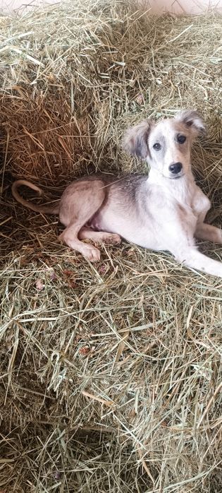 Отдам щенка в добрые ,любящие руки .