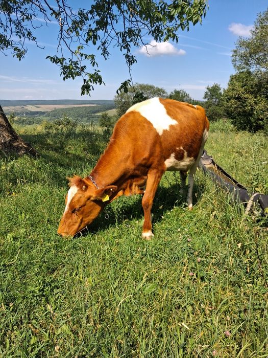 Vând vaca bună de lapte.