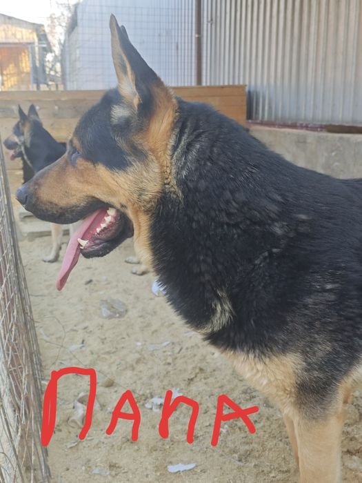 Щенки восточно-европейской овчарки