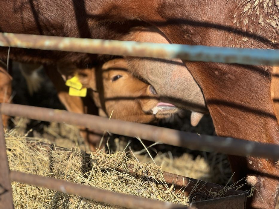 Продам корову с теленком