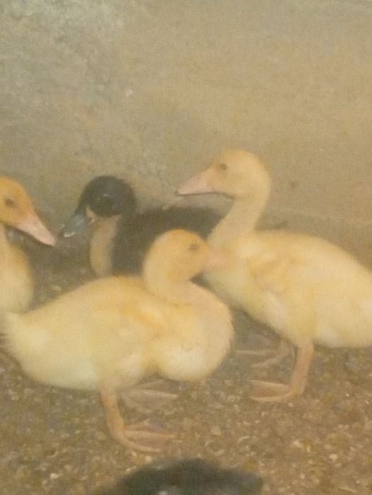 Продается утка порода бройлер