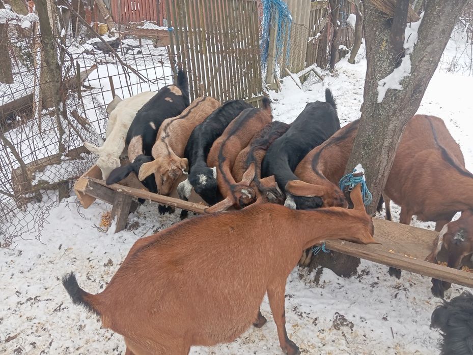 Iezi anglonubieni și Alpini