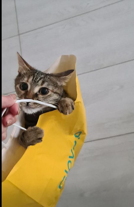 Adoptie responsabila Minnie