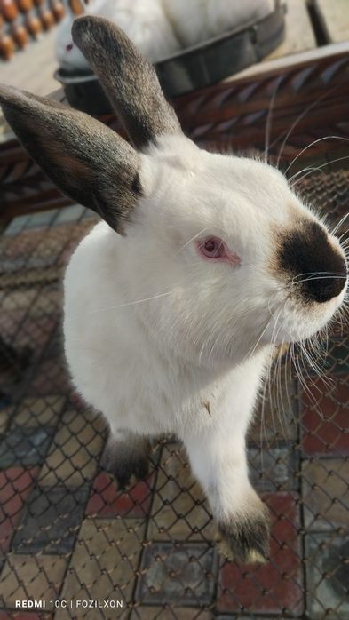 Qyuon kalif/ калифорнийские кролики