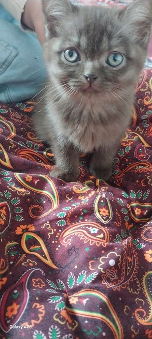 Срочно продаётся