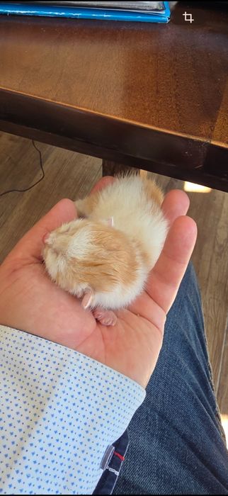Малко мъжко коте