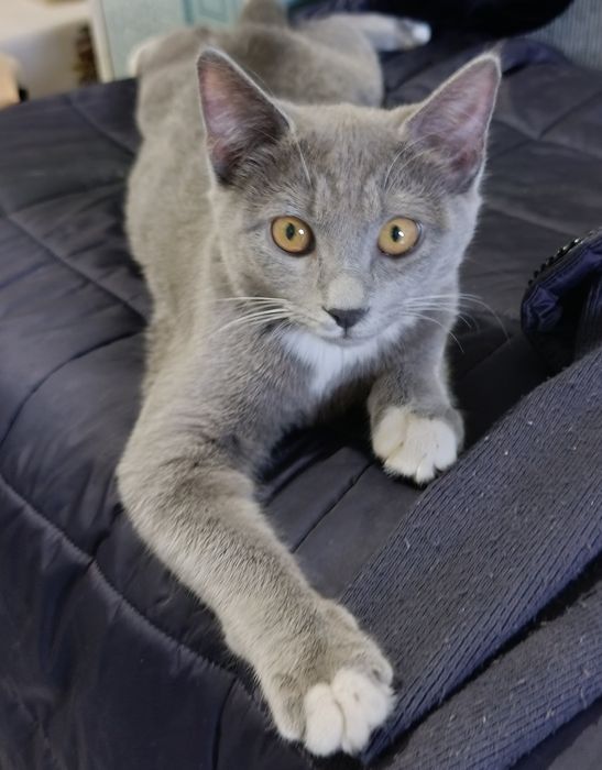 Продам кота( 3 мес)