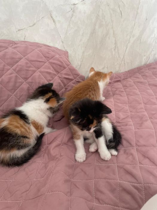 Отдам котят в хорошие руки
