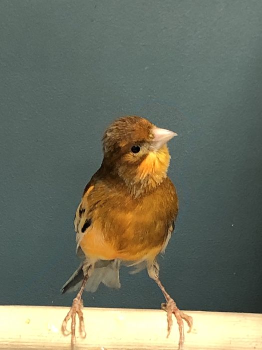 Канарейка кенор самец