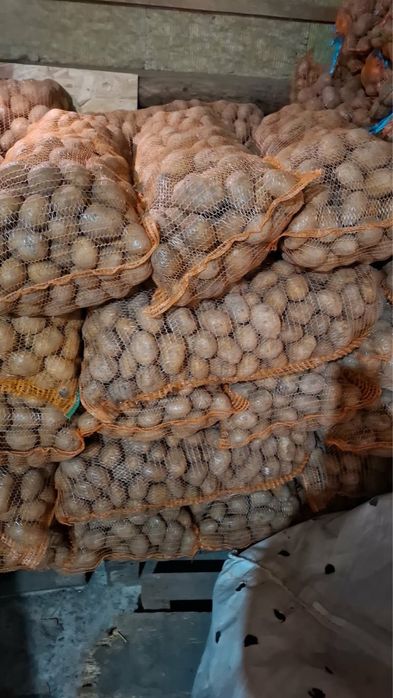 Vand cartof consum alb, sortat recent