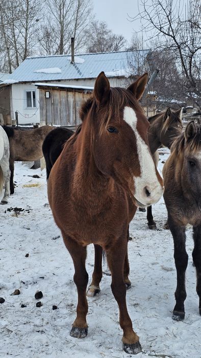 Продам лошадей оптом
