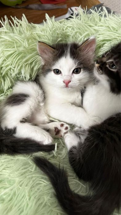 Котята турецкой ангоры