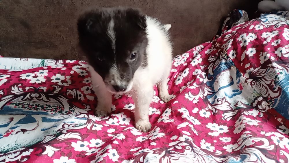 В хорошие руки отдам мальчика