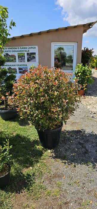 Tuia globular veșnic verde - buxus