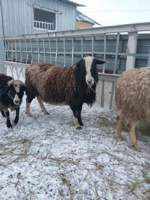 дорпер кошкар қошқар 1 год сатылады