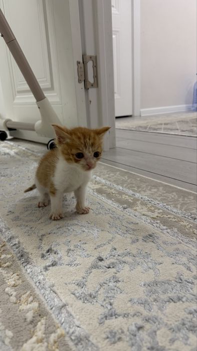 Котенок,чистая,девочка