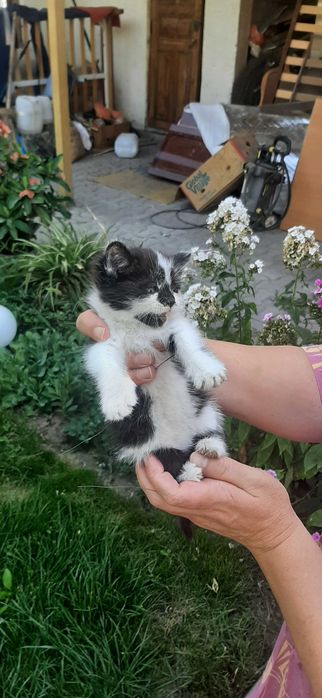 Отдам котенка бесплатно