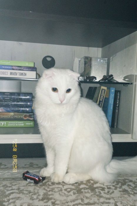 Отдам кота в добрые руки