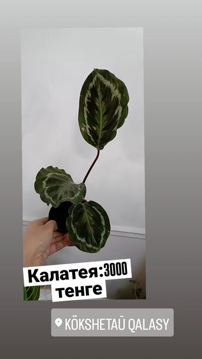 Калатея:3000 тенге