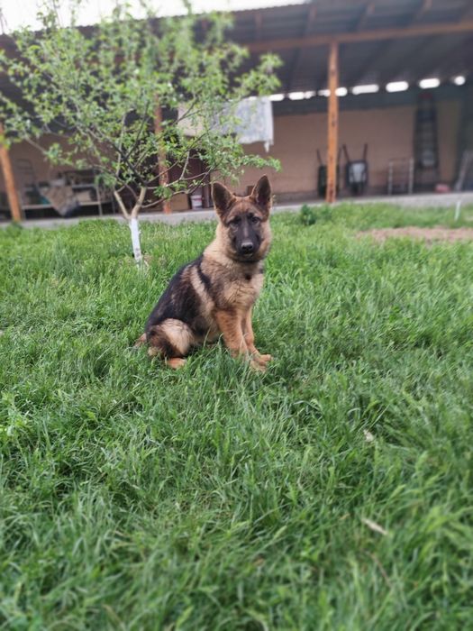 Продается немецкая овчарка