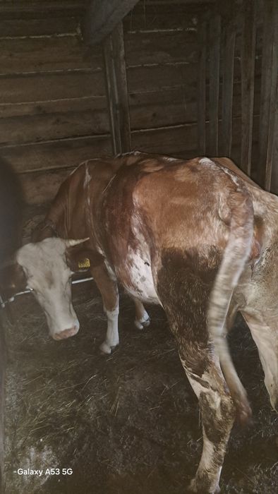 Vacă cu vitel de vînzare tînărâ la prima fătare