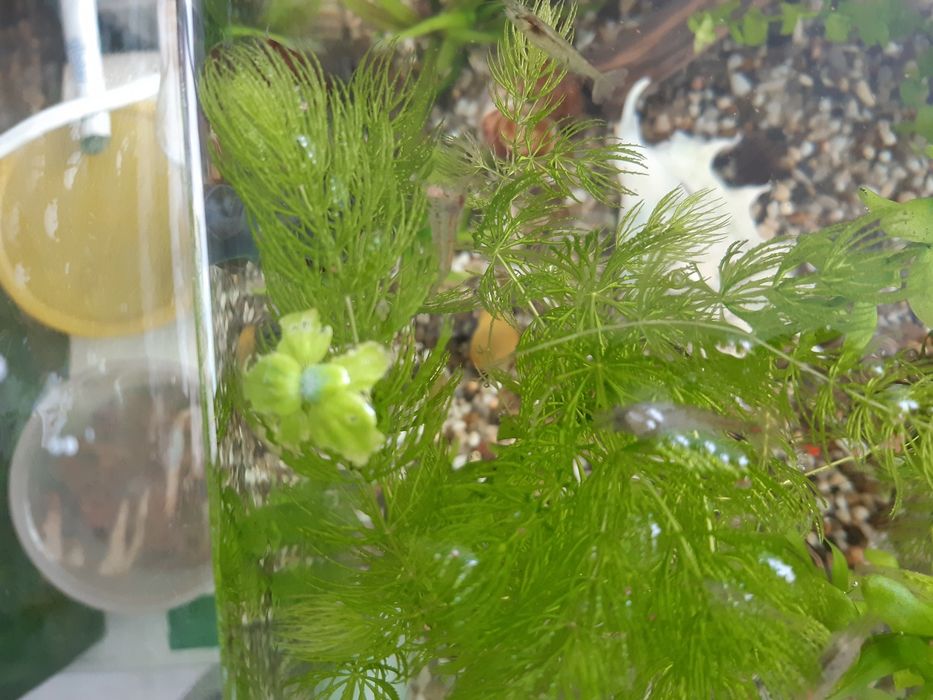 Прозрачные креветки