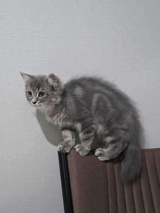 Мысық, Кот, жақсы қарайытын адамға
