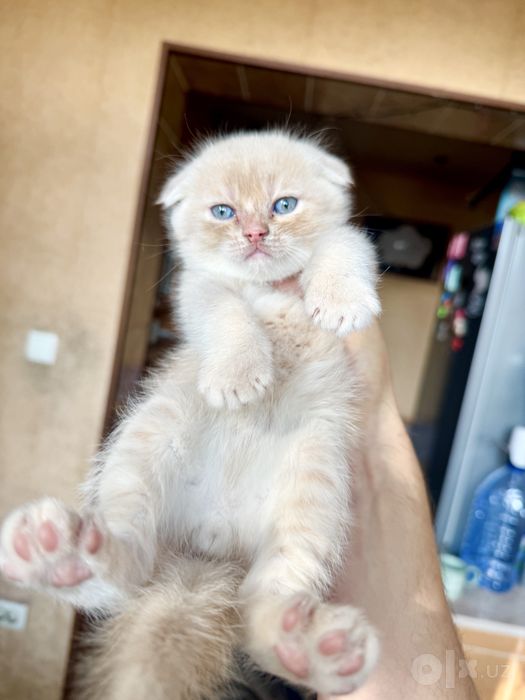 Котенок поподистый приучен к лотку