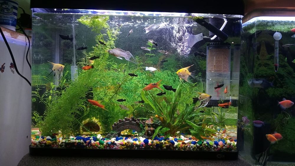 Балыктар сатылады