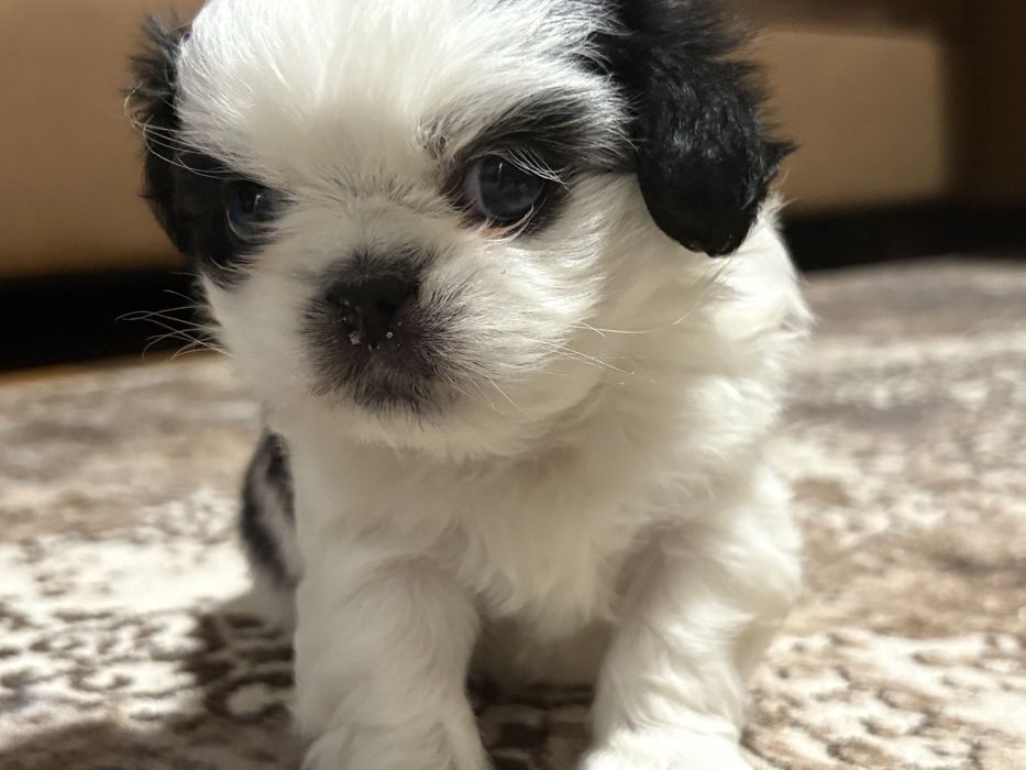 Японски хин - бебета