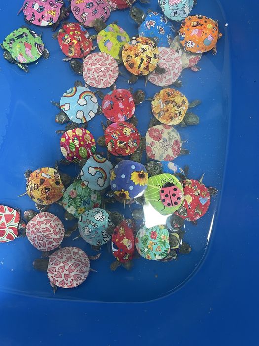 черепаха тасбака